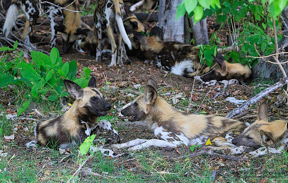 African Wild Dog
