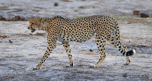 Cheetah