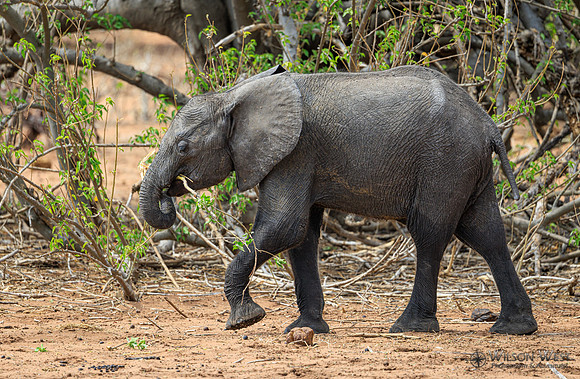 Elephant