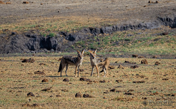 Black-backed Jackal
