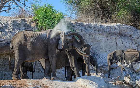 Elephant