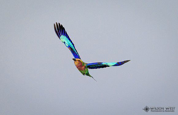 Lilac-breasted Roller
