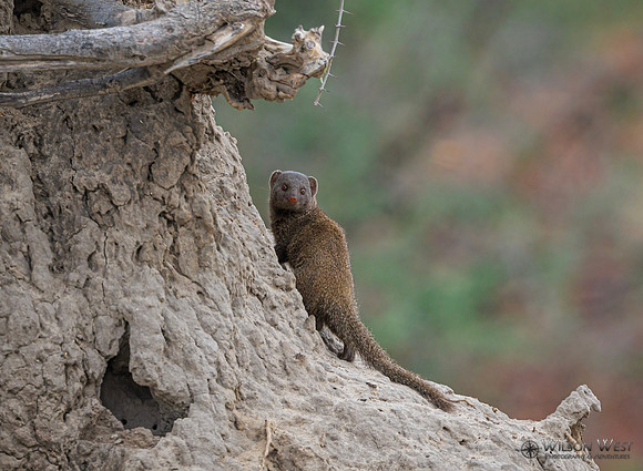 Mongoose