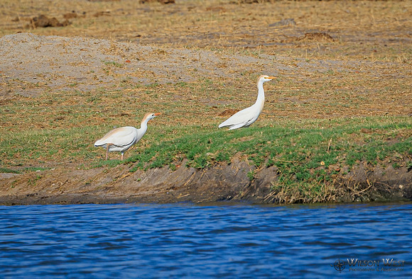 Cattle Egret
