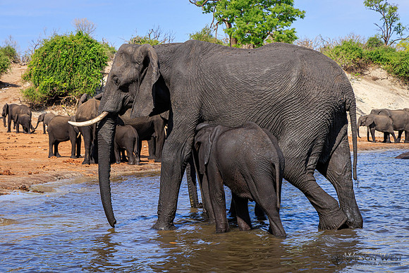 Elephant