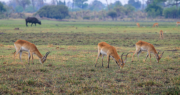 Red Lechwe