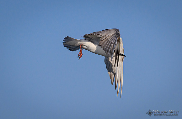 Whiskered Tern