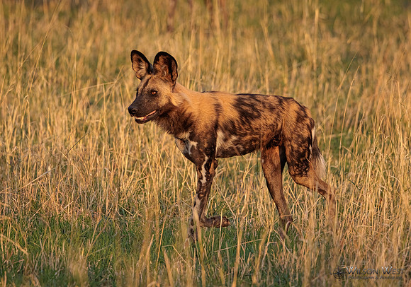 African Wild Dog