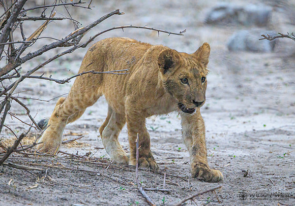 Lion