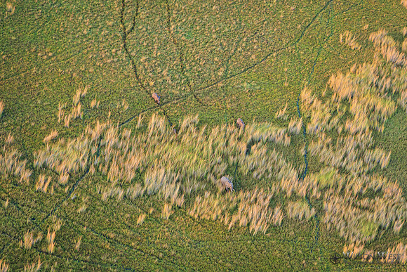 Okavango Delta Helicopter, Elephant