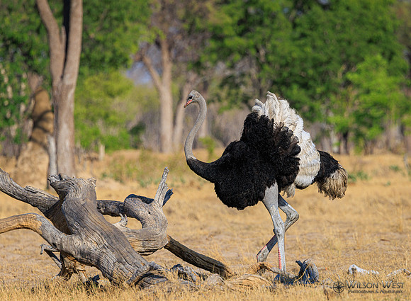 Ostrich