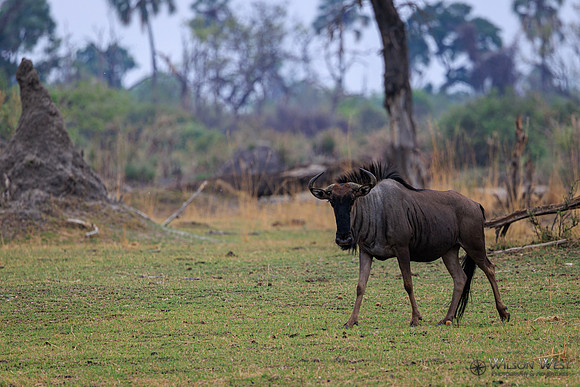 Blue Wildebeest