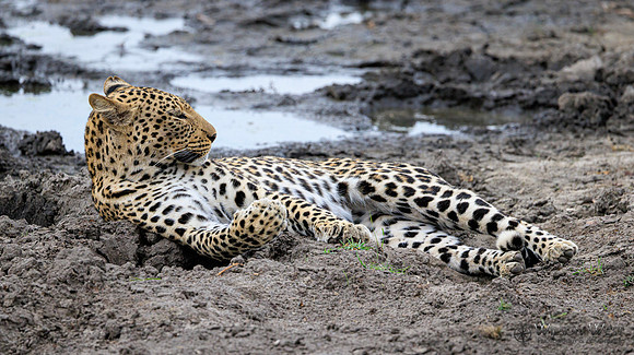 Leopard