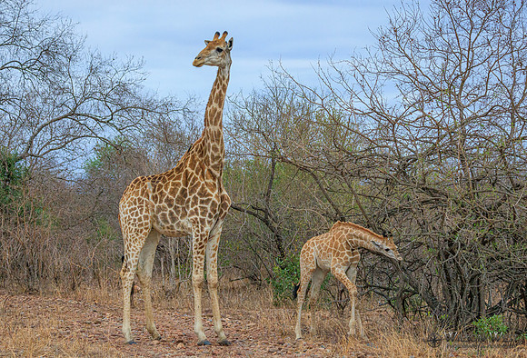 Giraffe