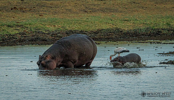 Hippopotamus