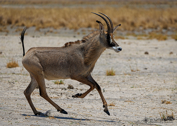 Roan Antelope
