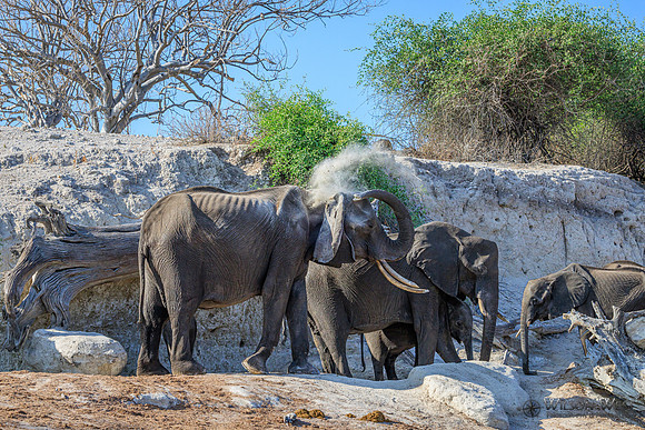 Elephant