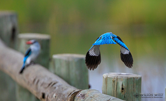 Woodland Kingfisher