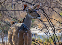 Greater Kudu