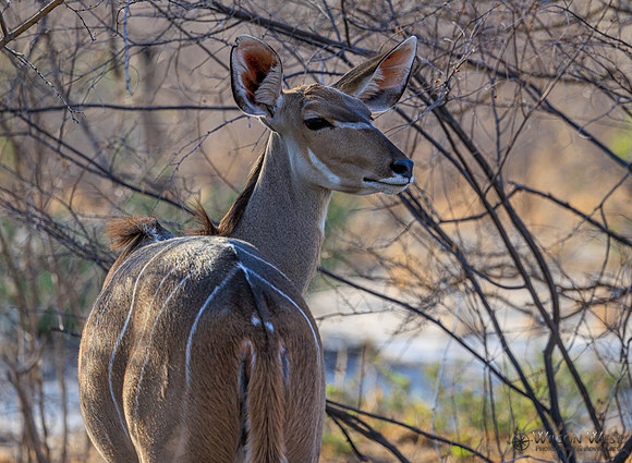 Greater Kudu