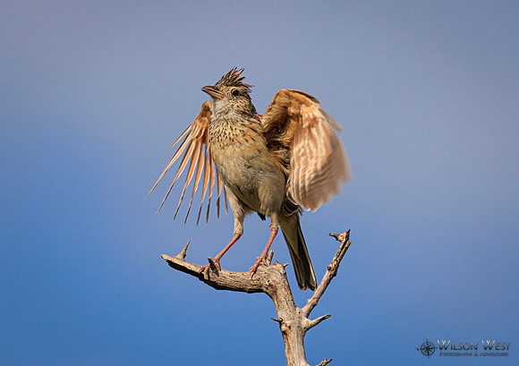 Rufous-naped Lark