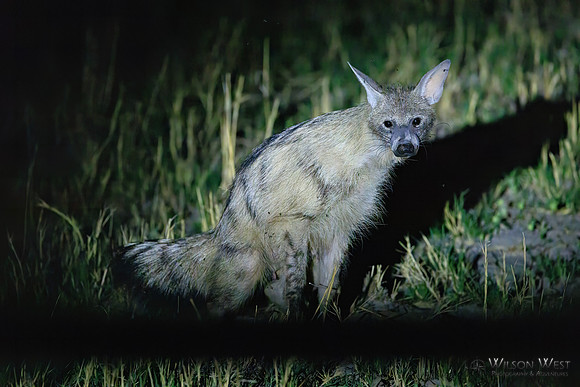 Aardwolf