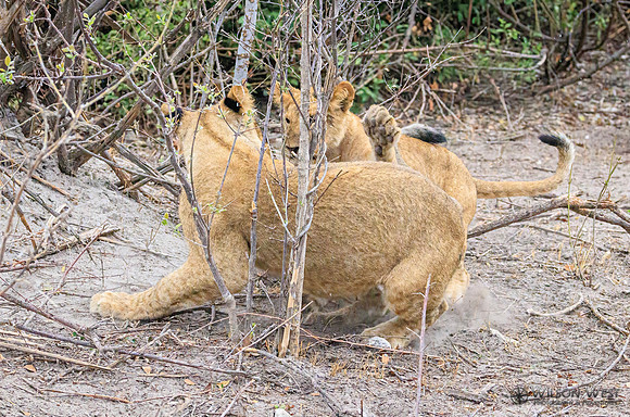 Lion