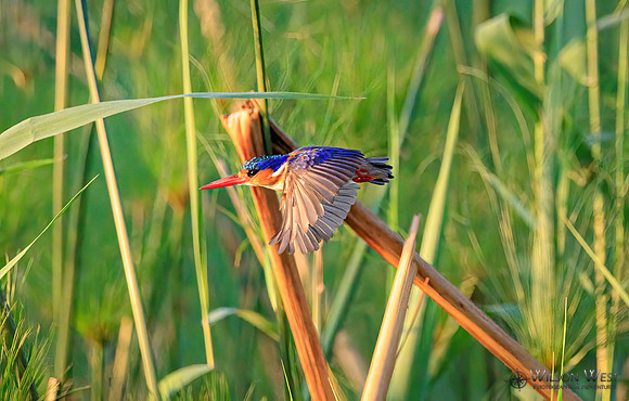 Malachite Kingfisher
