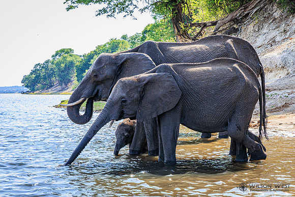 Elephant