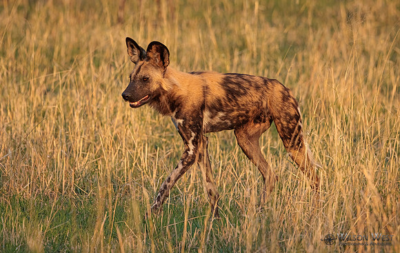 African Wild Dog