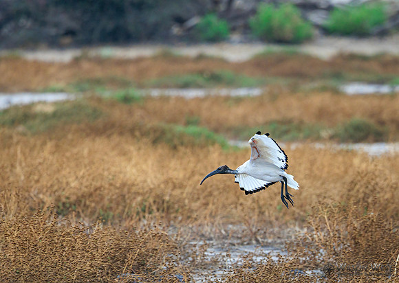 Sacred Ibis