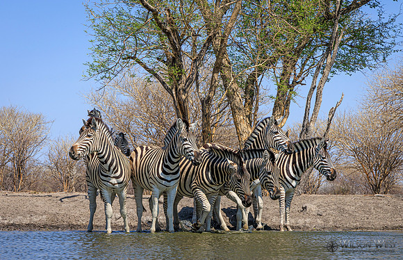 Burchell's Zebra