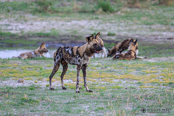 African Wild Dog