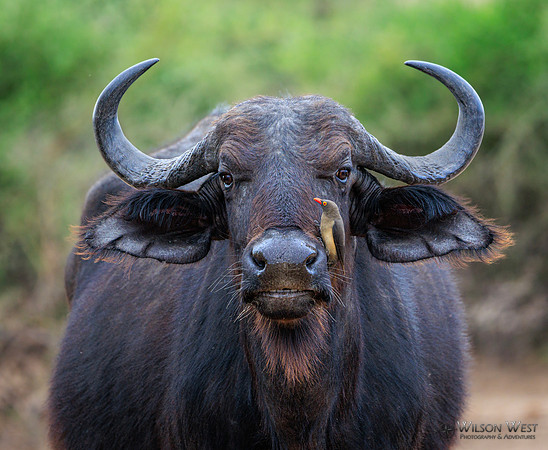 Cape Buffalo, Red-billed Oxpecker