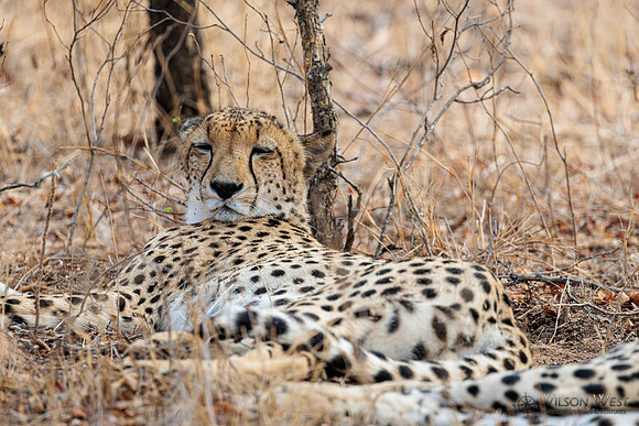 Cheetah