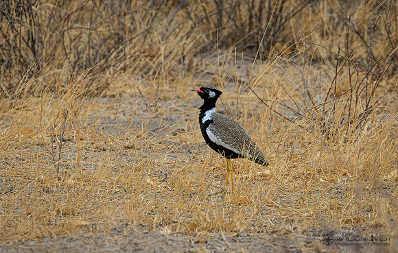 Black Korhaan