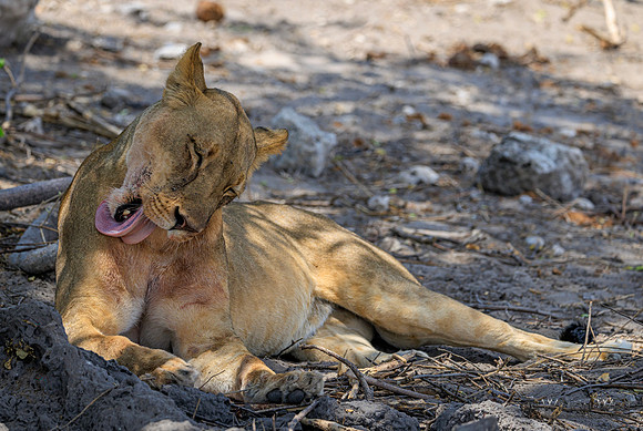 Lion