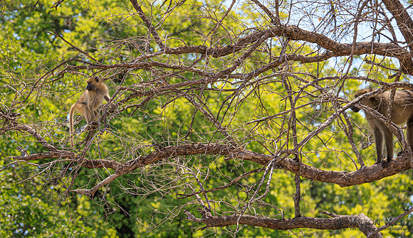 Baboon