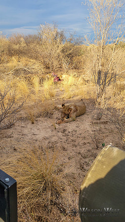 Lions eating a kudu