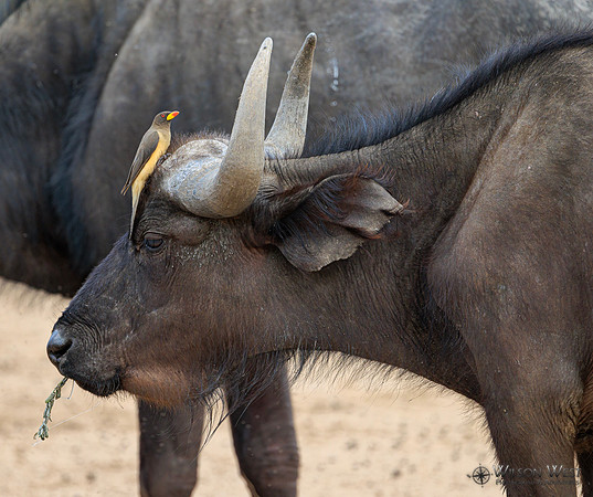 Cape Buffalo, Red-billed Oxpecker