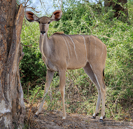 Greater Kudu