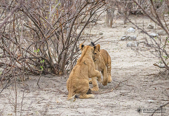 Lion