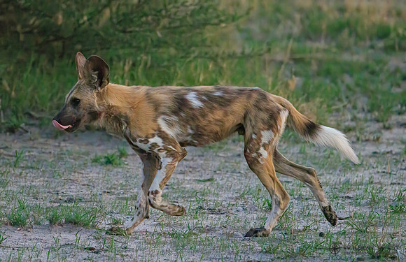 African Wild Dog