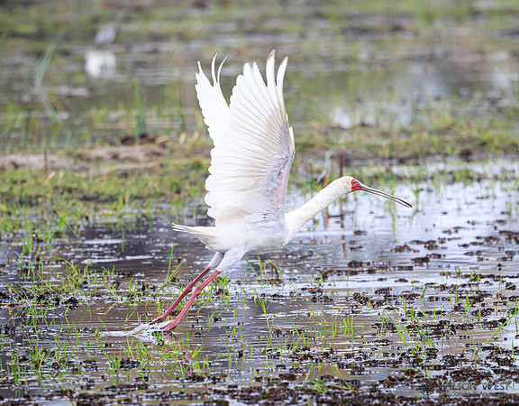 African Spoonbill