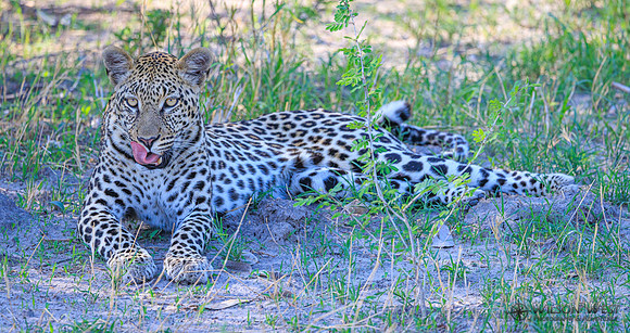 Leopard