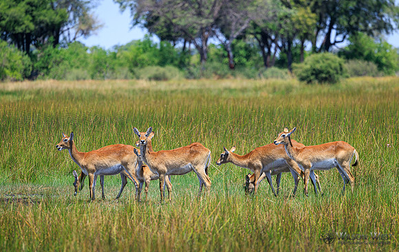 Red Lechwe