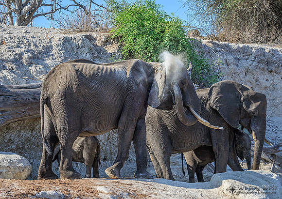 Elephant