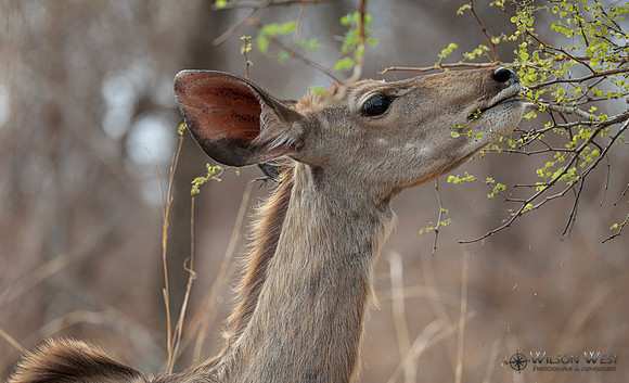 Greater Kudu