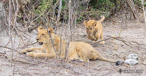 Lion