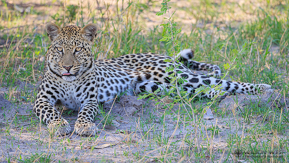 Leopard